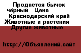 Продаётся бычок чёрный › Цена ­ 12 000 - Краснодарский край Животные и растения » Другие животные   